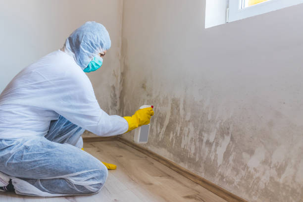 Licensed Mold Remediation service in Gowen, MI - WQB Mold Removal