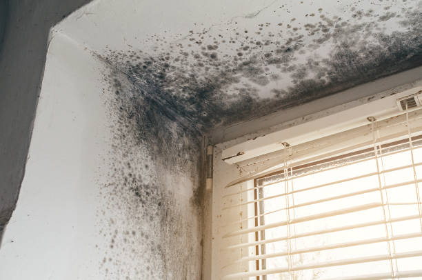 Affordable Mold Remediation solutions in Gowen, MI